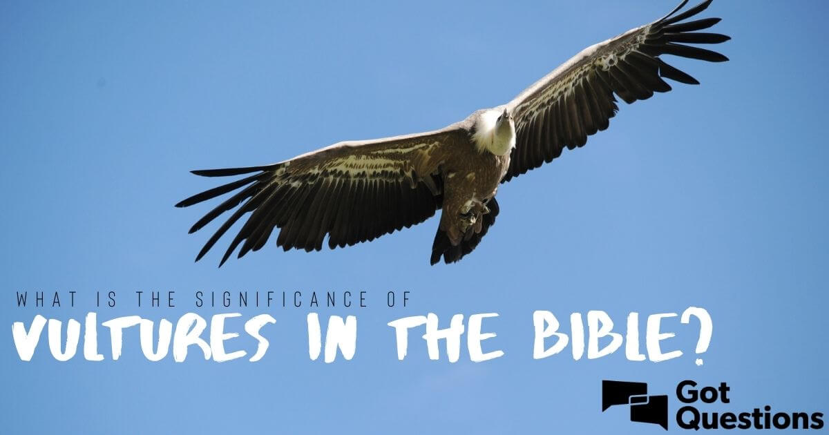 What is the significance of vultures in the Bible?