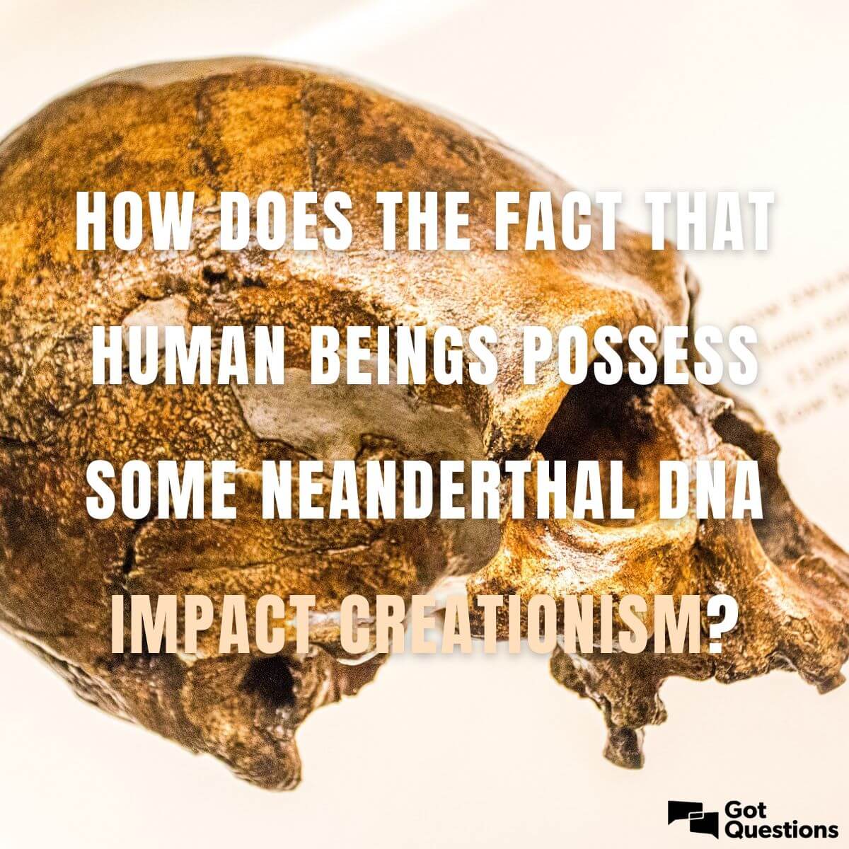 How does the fact that human beings possess some Neanderthal DNA impact
