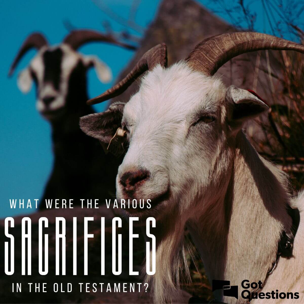 What were the various sacrifices in the Old Testament? 