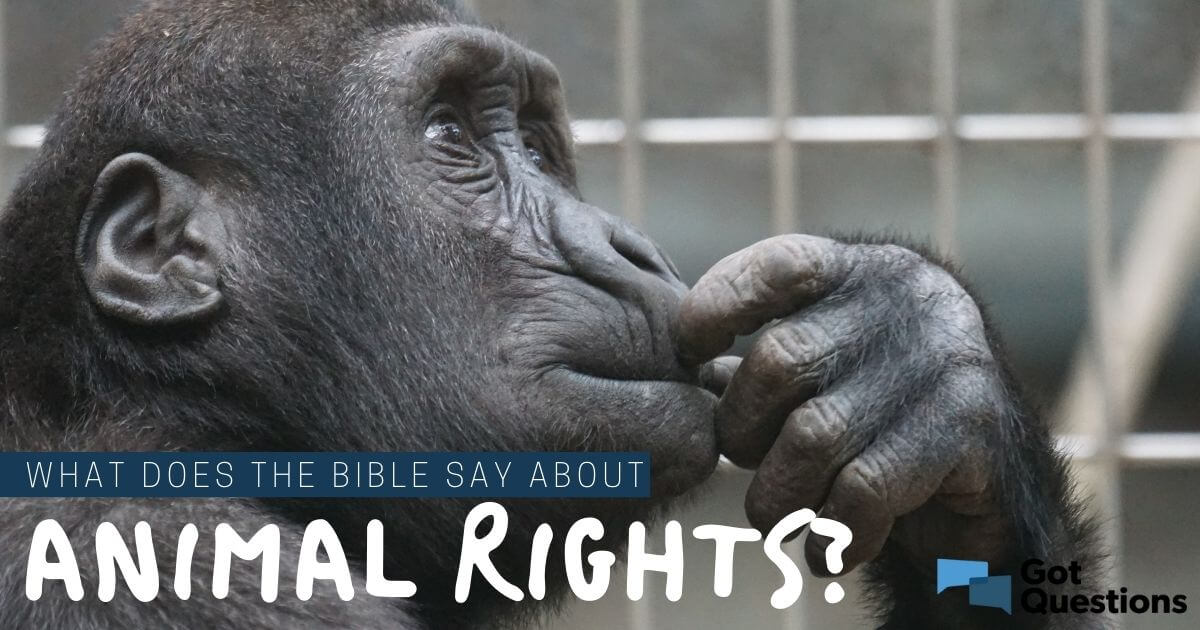 What does the Bible say about animal rights? 