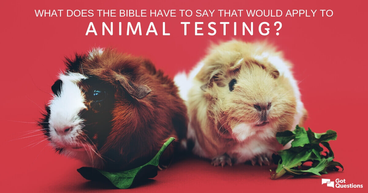 What does the Bible have to say that would apply to animal testing? |  