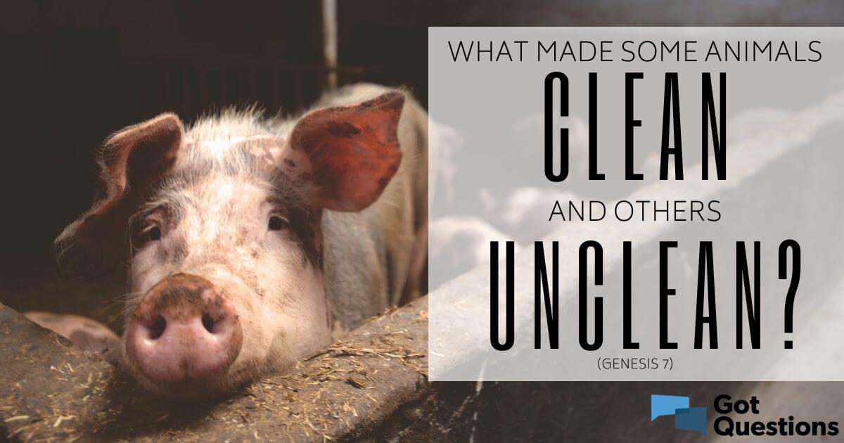 What made some animals clean and others unclean (Genesis 7)? |  