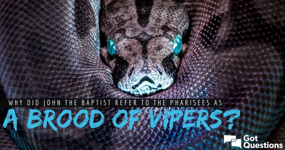 What is a Brood of Vipers?