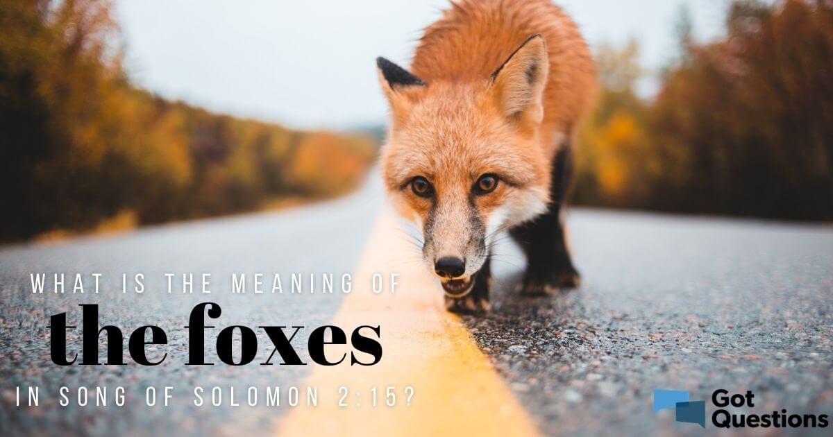 What Is The Meaning Of The Foxes In Song Of Solomon 2 15 Gotquestions Org