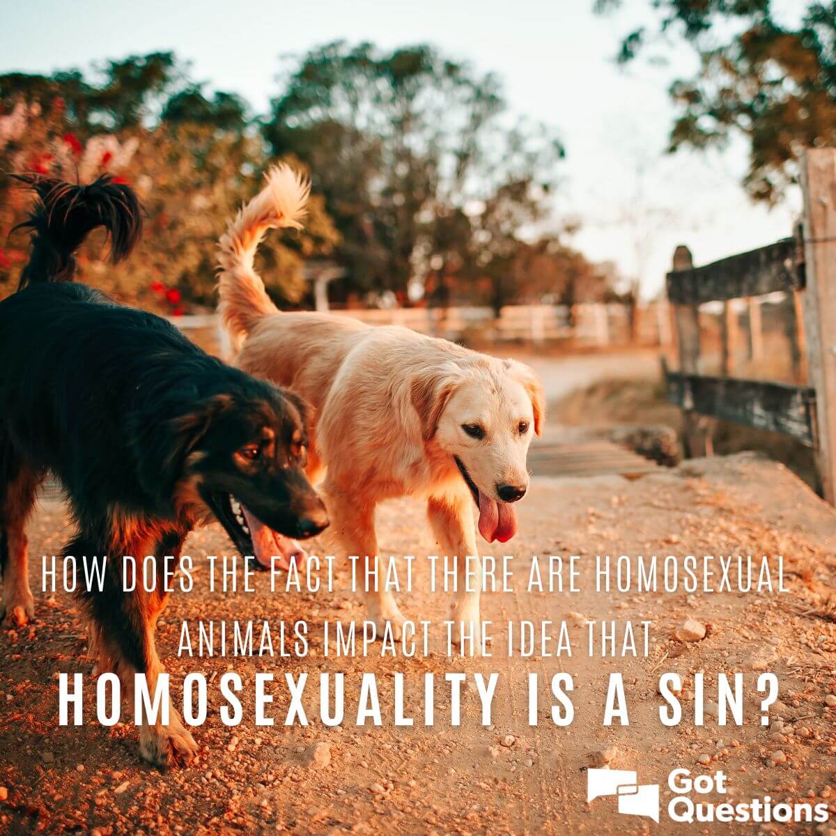 How does the fact that there are gay/homosexual animals impact the idea  that homosexuality is a sin? 