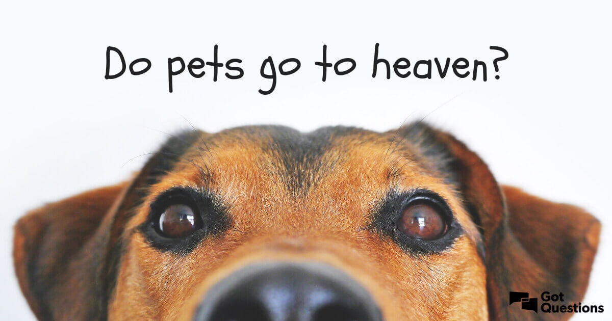 Do pets / animals go to heaven? Do pets / animals have souls / spirits? |  