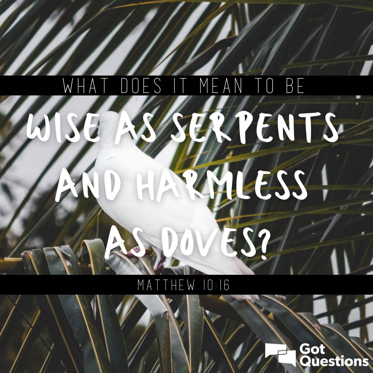 What does it mean to be wise as serpents and harmless as doves (Matthew